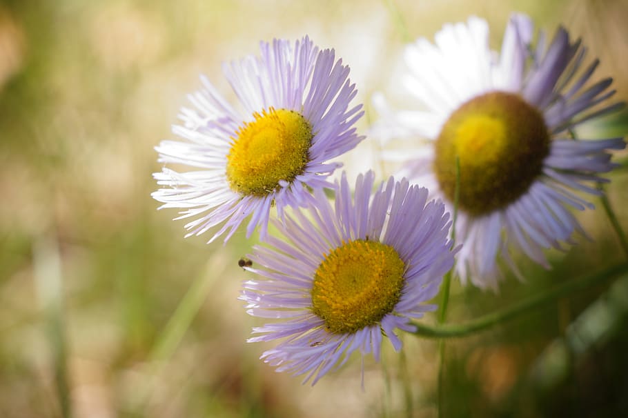 flower, summer, bloom, nature, in the summer of, flora, garden HD wallpaper