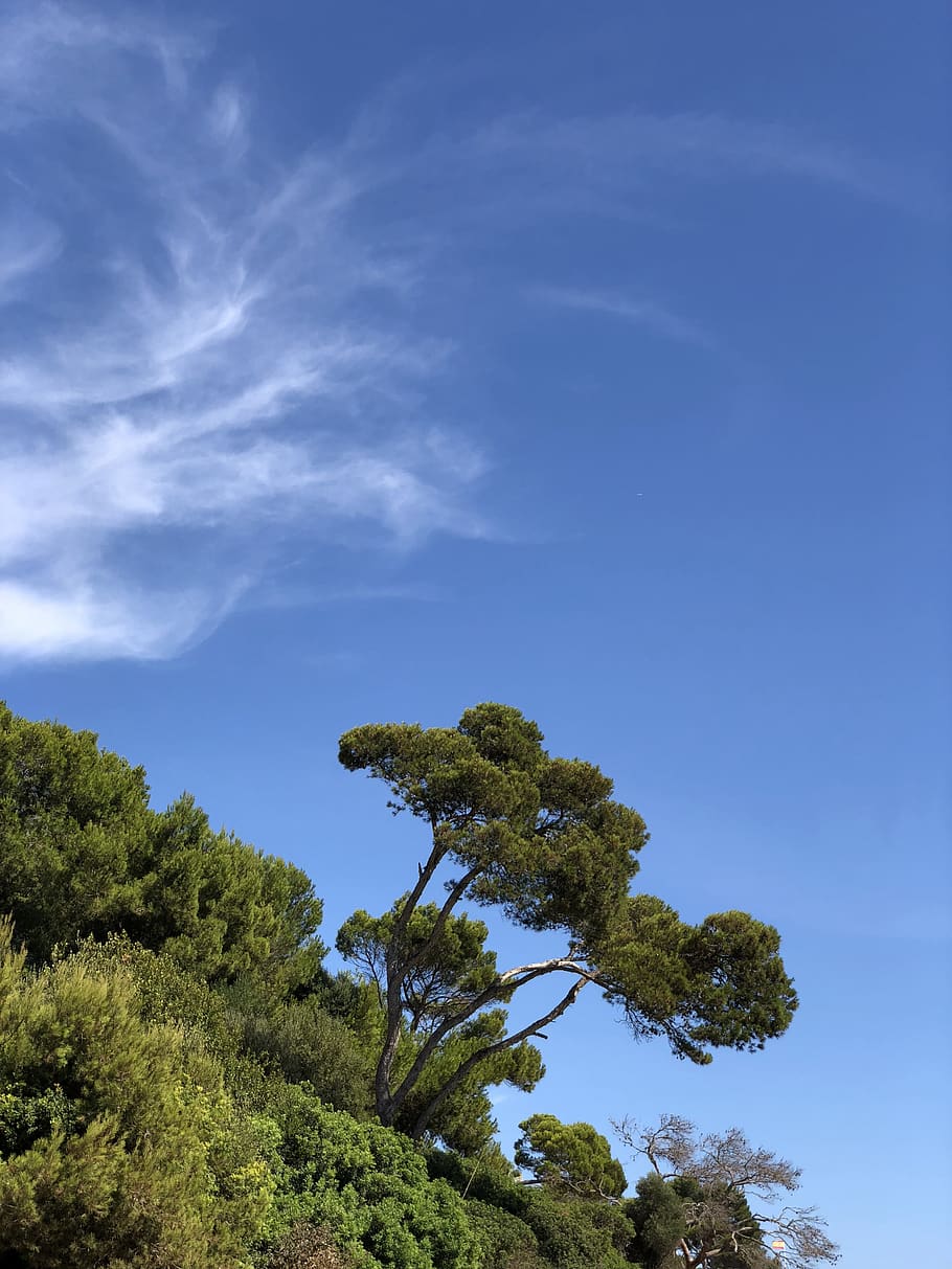 spain, mallorca, plant, tree, sky, beauty in nature, blue, growth HD wallpaper