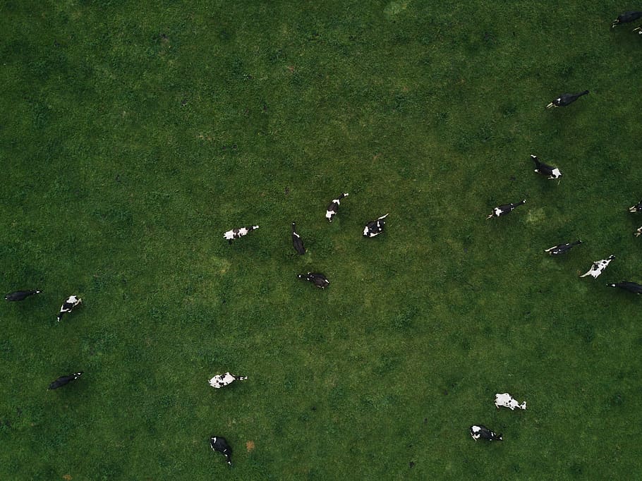 dji, mavic, mavicpro, drone, drones, aerial, cows, animals HD wallpaper