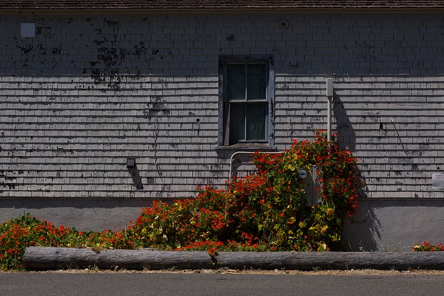 white concrete house, home decor, tarmac, asphalt, animal, bird HD wallpaper