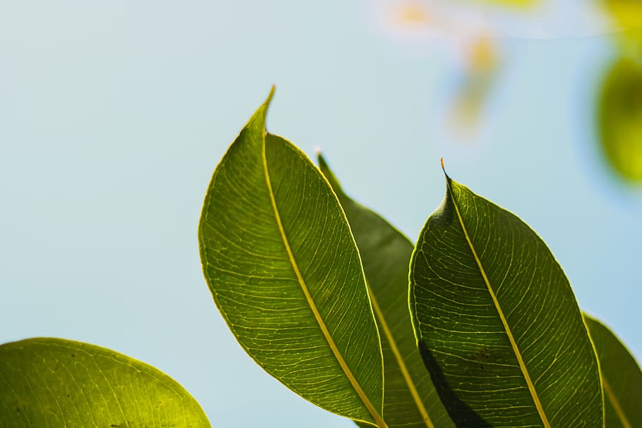 Selective Focus Photo of Green Leafed, blurred background, blurry HD wallpaper