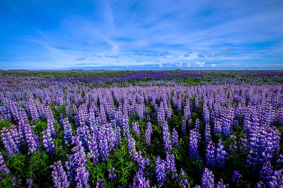 purple petaled flower field photography, lupin, plant, blossom, HD wallpaper