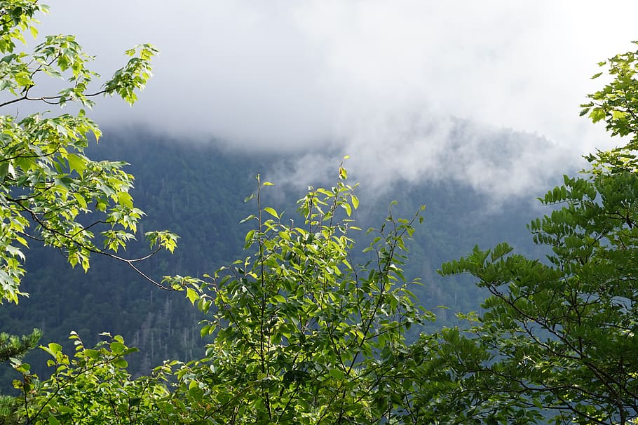mountain, fog, trees, daylight, sunny, hiking, plant, growth HD wallpaper