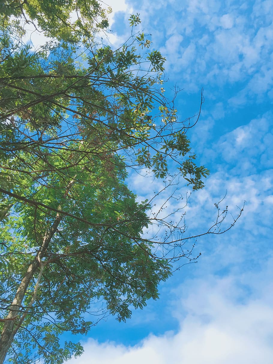 대한민국, 옥천군, tree, low angle view, plant, cloud - sky HD wallpaper