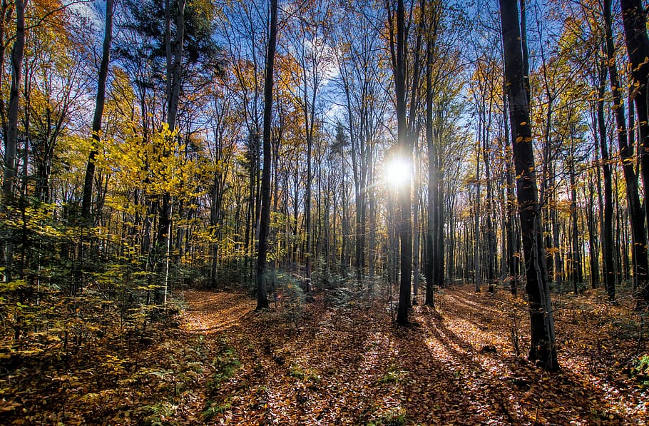 forest, tree, nature, forests, the stage, sky, beautiful, atmosphere HD wallpaper