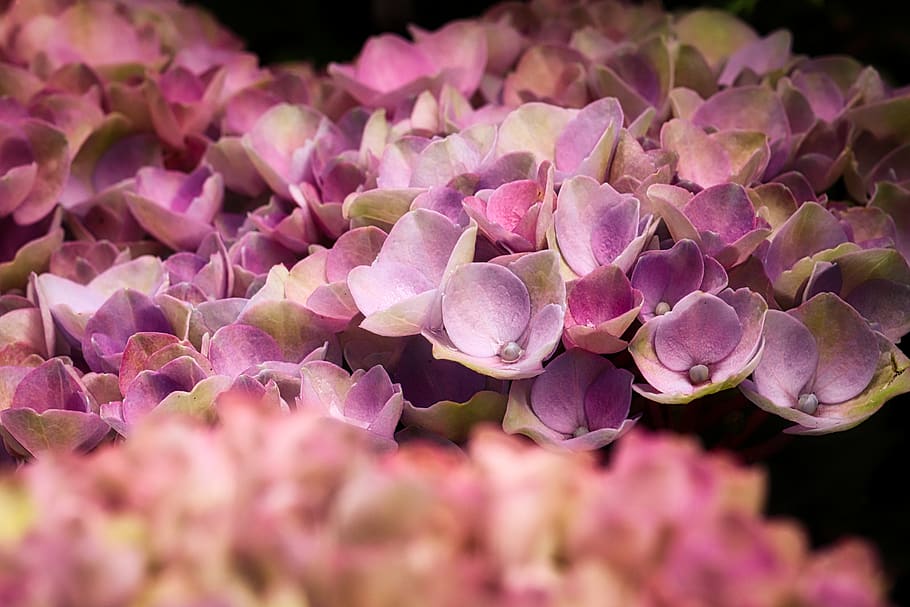 hydrangeas, blossom, bloom, close up, background, hydrangea flower HD wallpaper