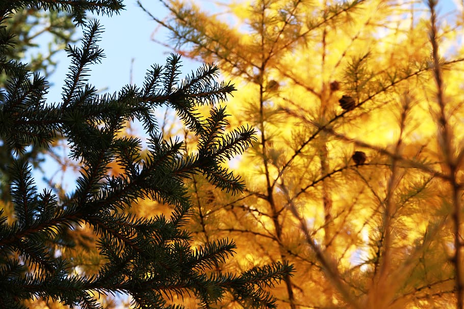 mongolia, autumn, trees, nature, soyol, green, plant, growth HD wallpaper
