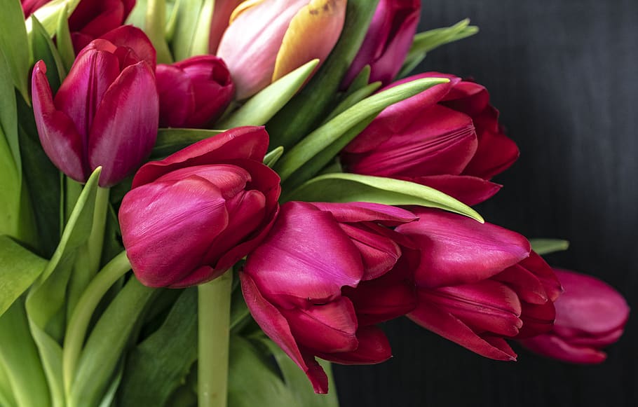 bouquet of tulips flower, plant, blossom, flower bouquet, flower arrangement, HD wallpaper