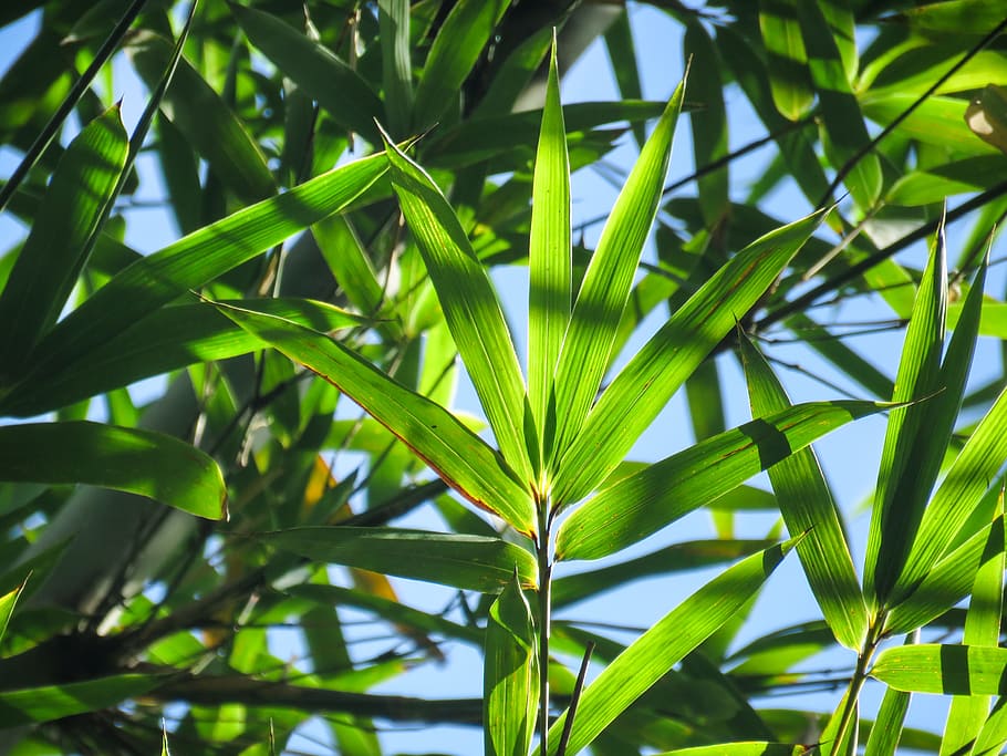 Leaves, Macro, Nature, Trees, green, shadow, sky, sunlight, green color HD wallpaper