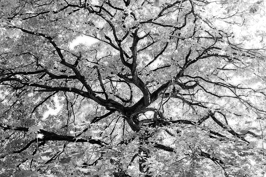 germany, hannover, georgengarten, tree, backgrounds, full frame HD wallpaper