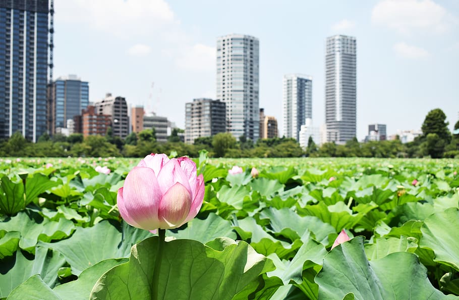 pink flower during daytime, japan, tokyo, garden, urban, city HD wallpaper