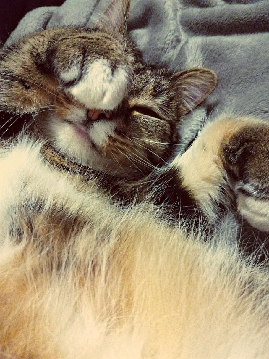 cats, pets, kitty, fluffy, tummy, paw, kitten, mammal, animal themes HD wallpaper