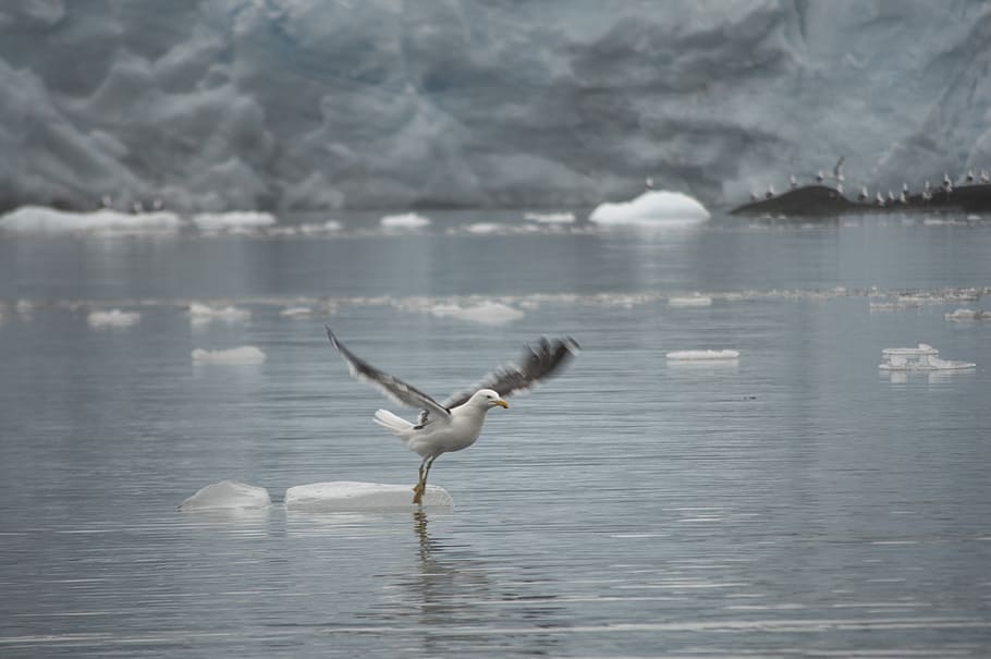 ave, flying, dancing, water, sea, ice, rubble, glacier, fjord, HD wallpaper