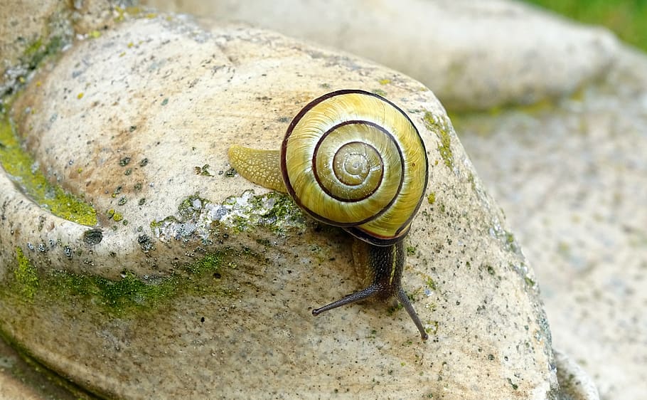snail, shellfish, garden snail, view, casing, mollusk, gastropoda HD wallpaper