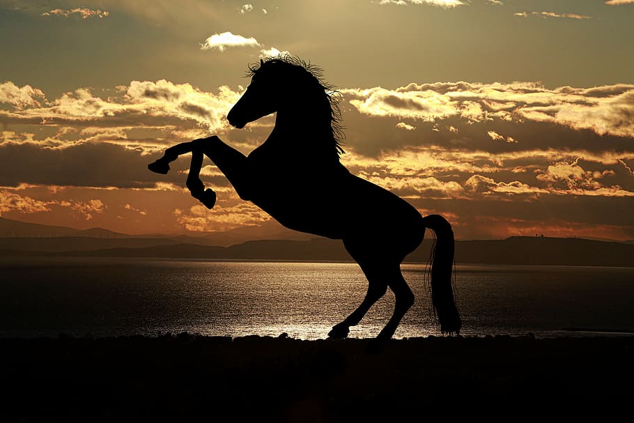 Stallion Horse in Silhouette Photography, animal, animals, backlit