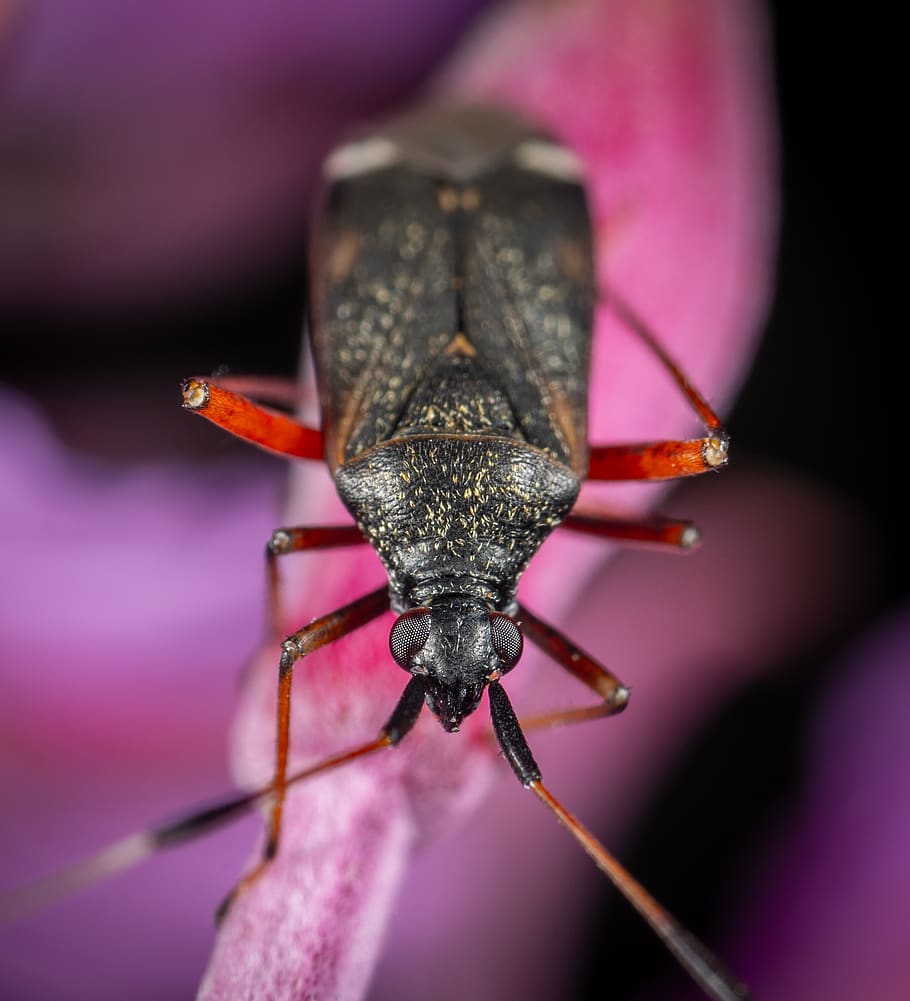 Black Bug in Macro Photography, animal, beetle, biology, blur HD wallpaper