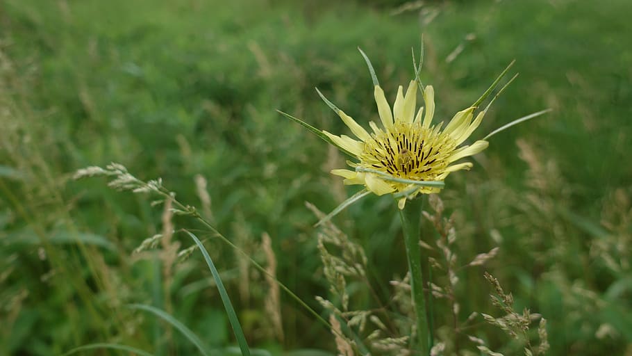 flower, nature, yellow, grass, plant, growth, flowering plant HD wallpaper
