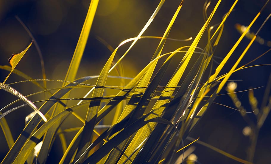 Close-up Photography of Green Grass, color, dark, growth, sunlight HD wallpaper