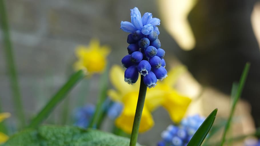 muscari botryoides, spring, bloom, nature, bulbs, flowering plant HD wallpaper