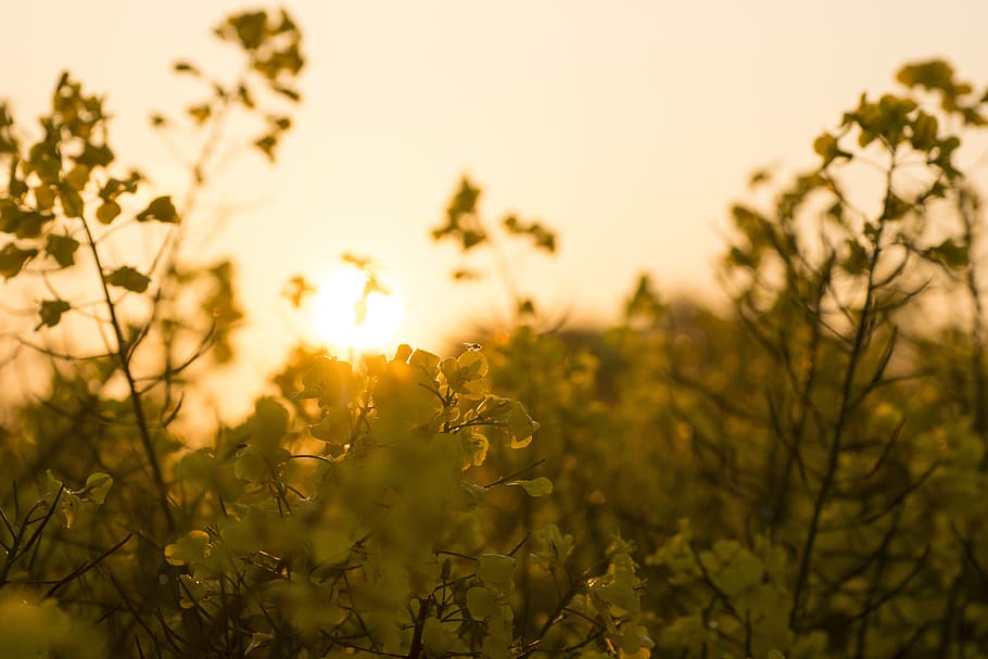 field, sunset, backlighting, nature, rural, fields, spring HD wallpaper