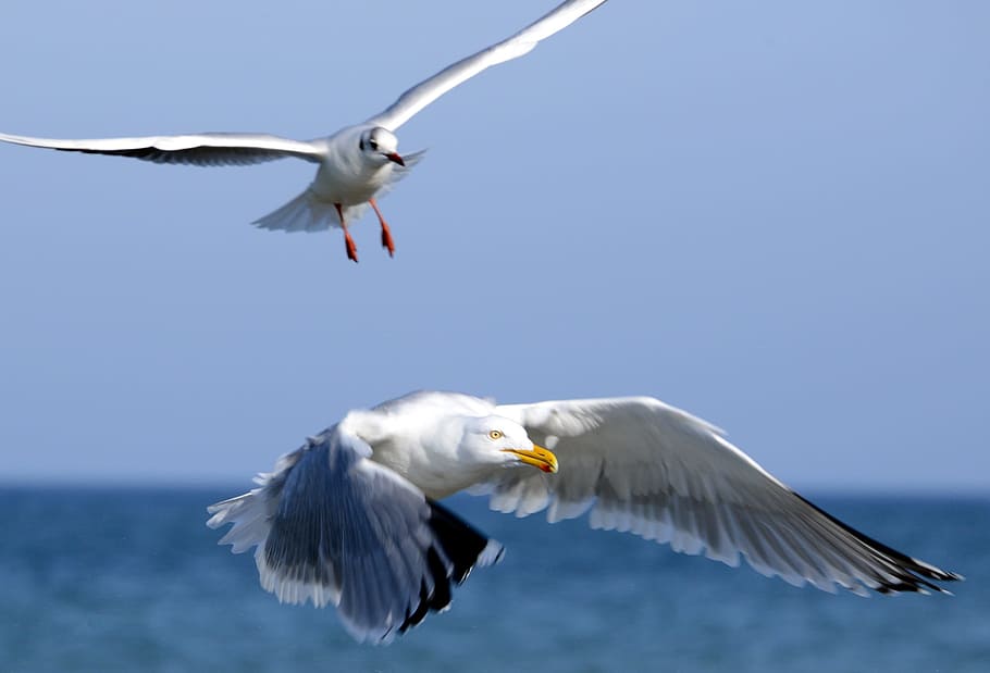 seagull, flying, bird, white, animal, nature, animal themes HD wallpaper