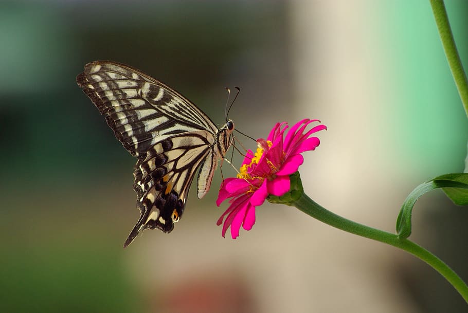 butterfly, nature, flowers, insects, outdoors, swallowtail, HD wallpaper