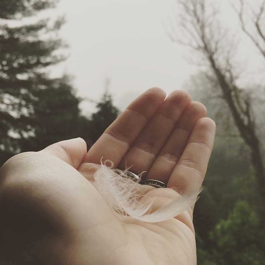 Person Holding White Feather Near Trees Under Cloudy Sky, blur HD wallpaper