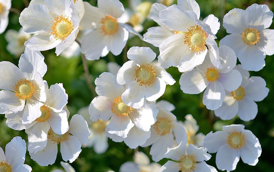 White 5 Petaled Flower, background, flowers, macro, nature, plant HD wallpaper