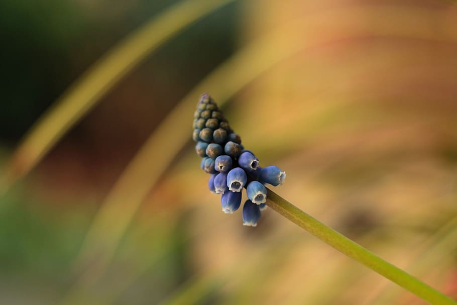 blue grape, muscaris, spring, bulb, flower, spring flower, white edge HD wallpaper