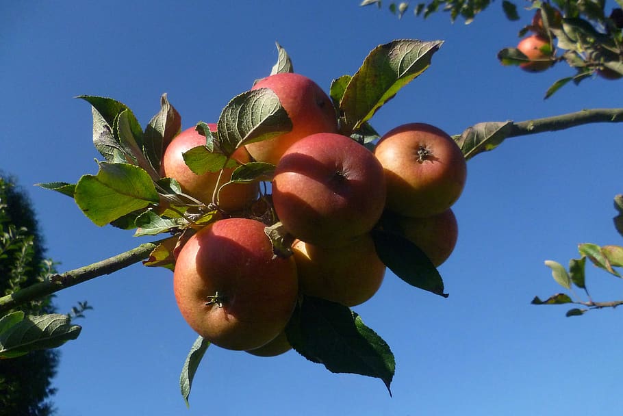 apple, fruit, autumn, garden, harvest, vitamins, healthy, ripe HD wallpaper
