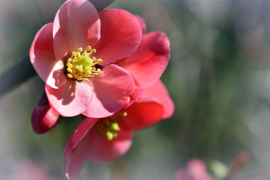 japanese ornamental quince, chaenomeles, blossom, bloom, pink, HD wallpaper