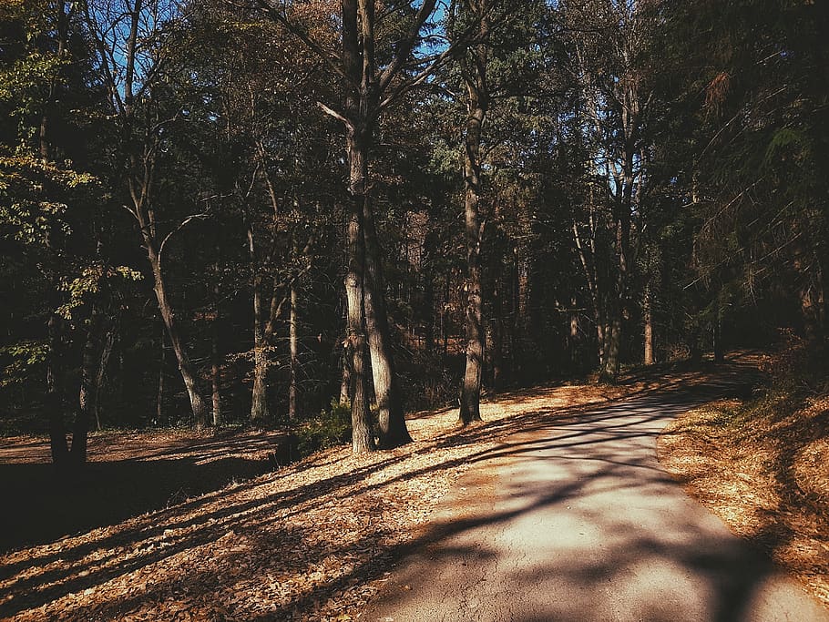 green leafed trees during daytime, plant, tree trunk, outdoors HD wallpaper