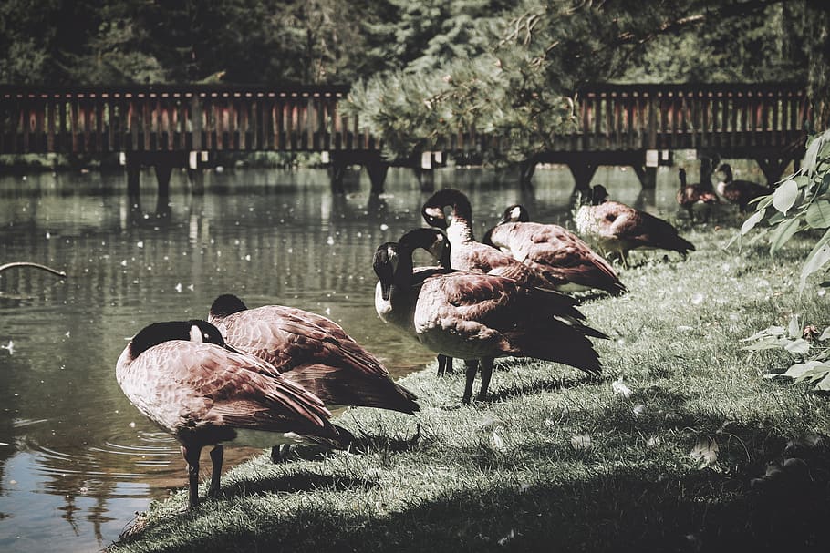 feathers, canada, trees, lake, pond, nature, geese, ducks, animal themes HD wallpaper