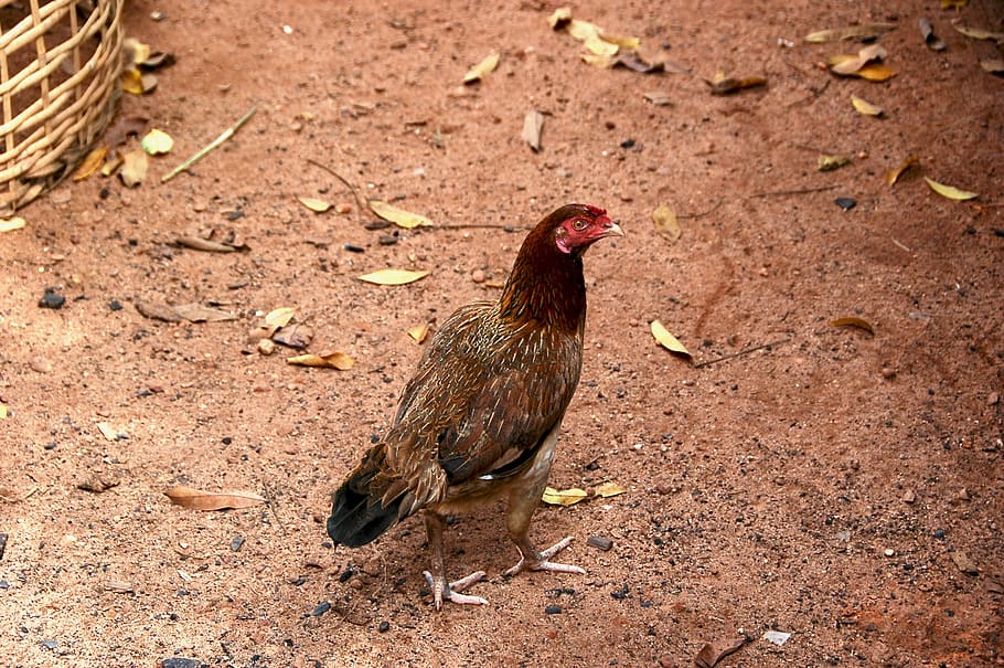 chiken, animal themes, bird, vertebrate, one animal, chicken - bird HD wallpaper