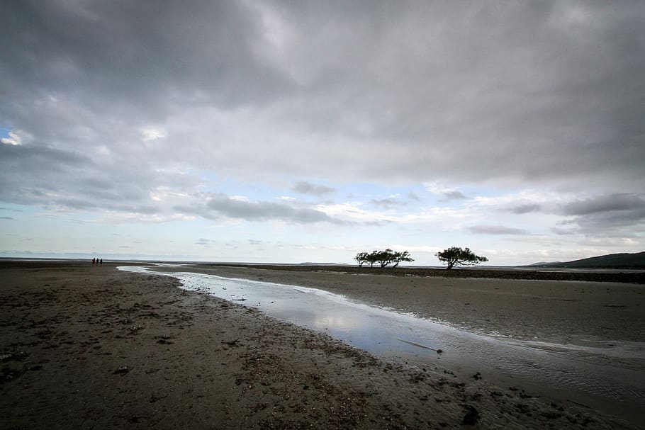 nature, trees, beach, sand, mud, coastline, australia, moody HD wallpaper