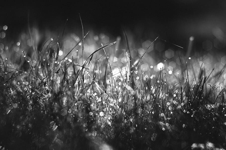 grass, black, shite, bokeh, nature, dew, morning, plant, growth HD wallpaper