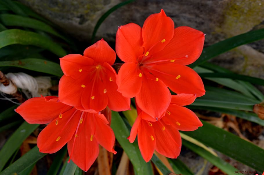 flowers, red, nature, flowering plant, fragility, vulnerability HD wallpaper