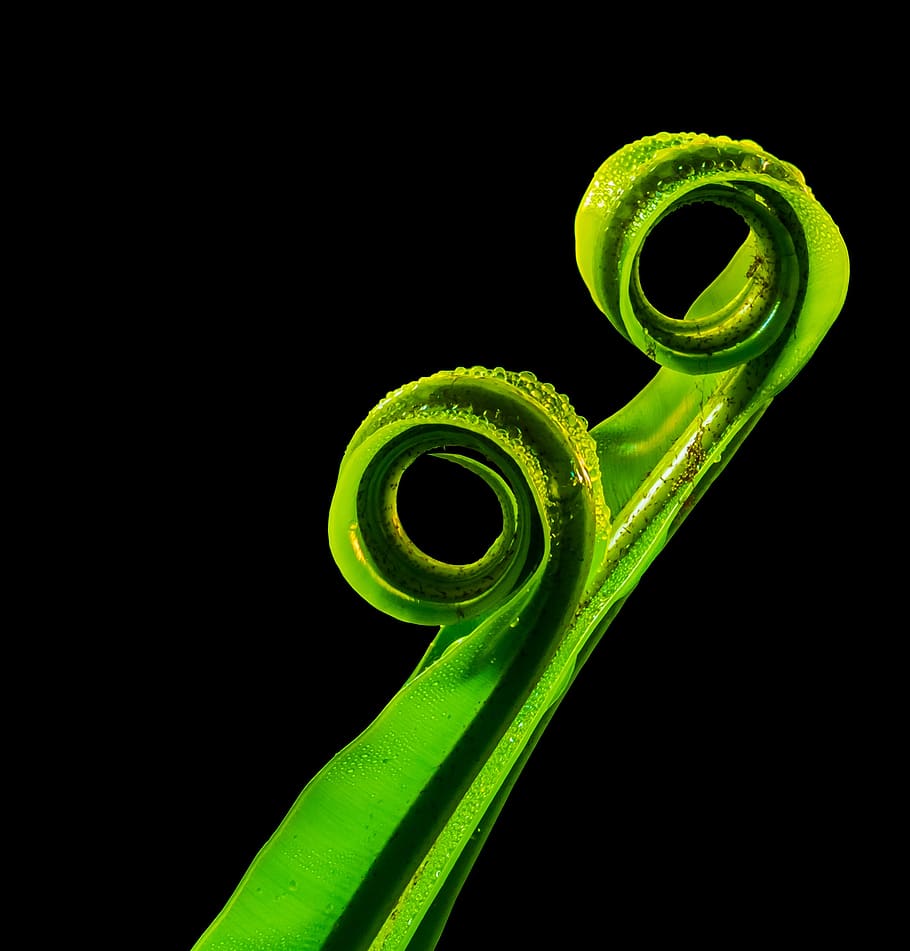Green Leaf, plant, green color, studio shot, spiral, black background HD wallpaper