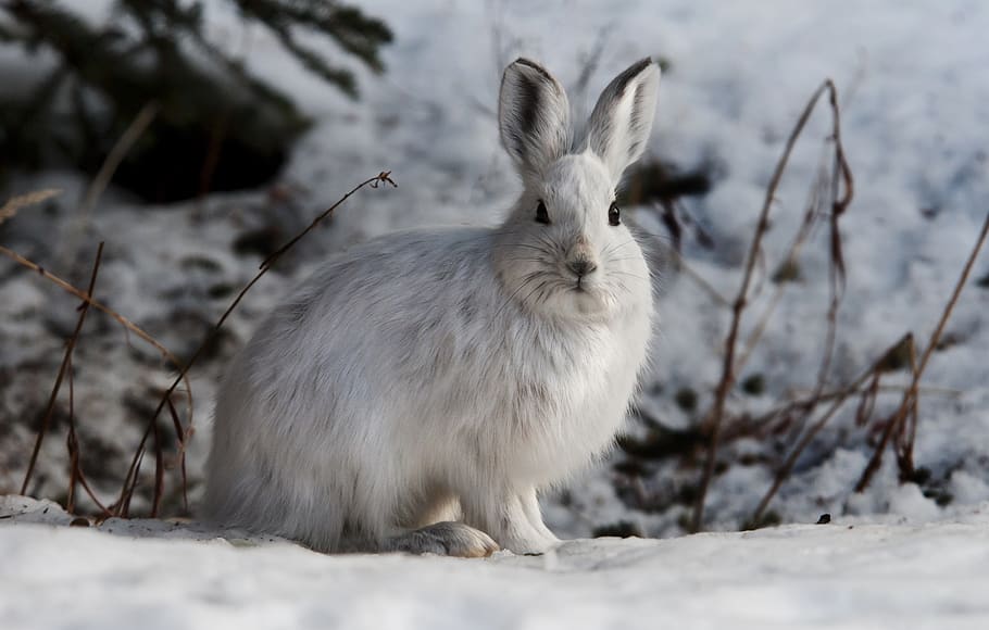rabbit, hare, snowshoe, bunny, wildlife, nature, cute, furry, HD wallpaper