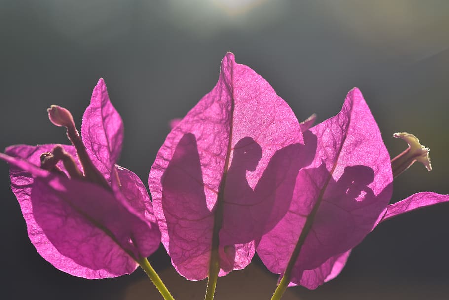 bougainvillea, flower, blossom, bloom, pink, tender, backlighting, HD wallpaper