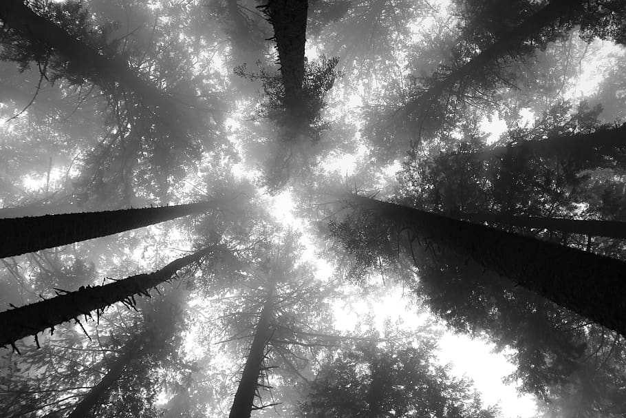 trees, forest, nature, landscape, fog, mystical, outdoors, atmosphere HD wallpaper