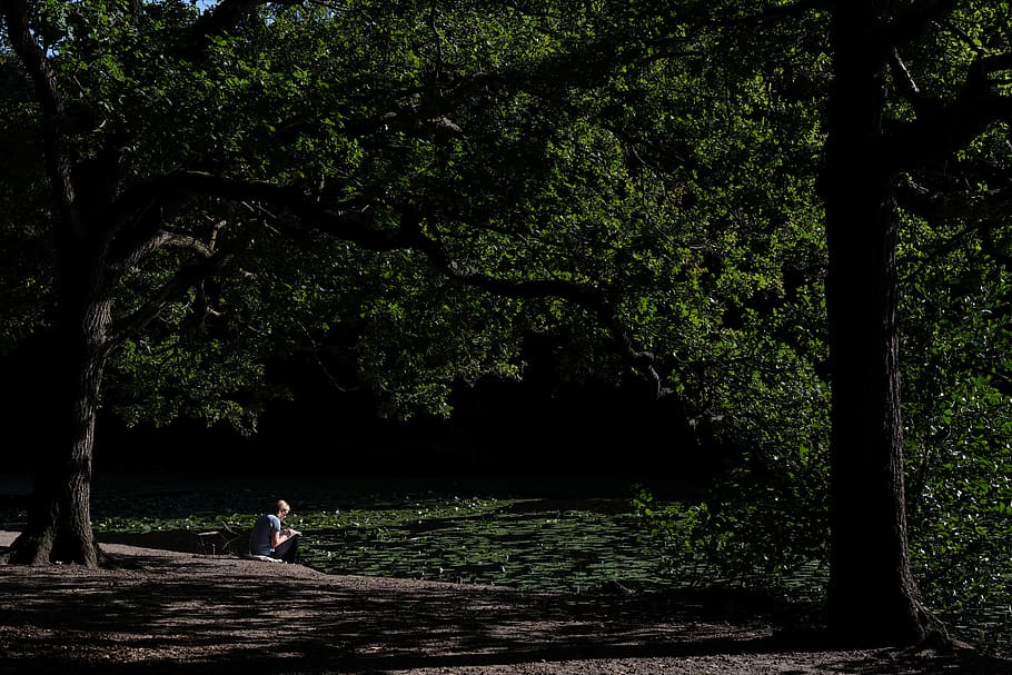 person sitting on forest, human, plant, tree, outdoors, water HD wallpaper