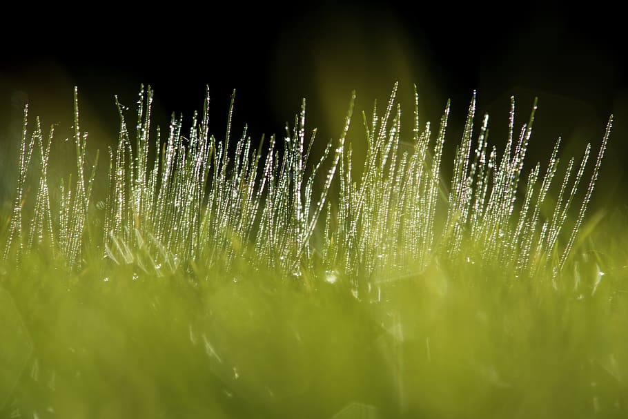 grass, prato, landscape, green, nature, field, plant, growth HD wallpaper