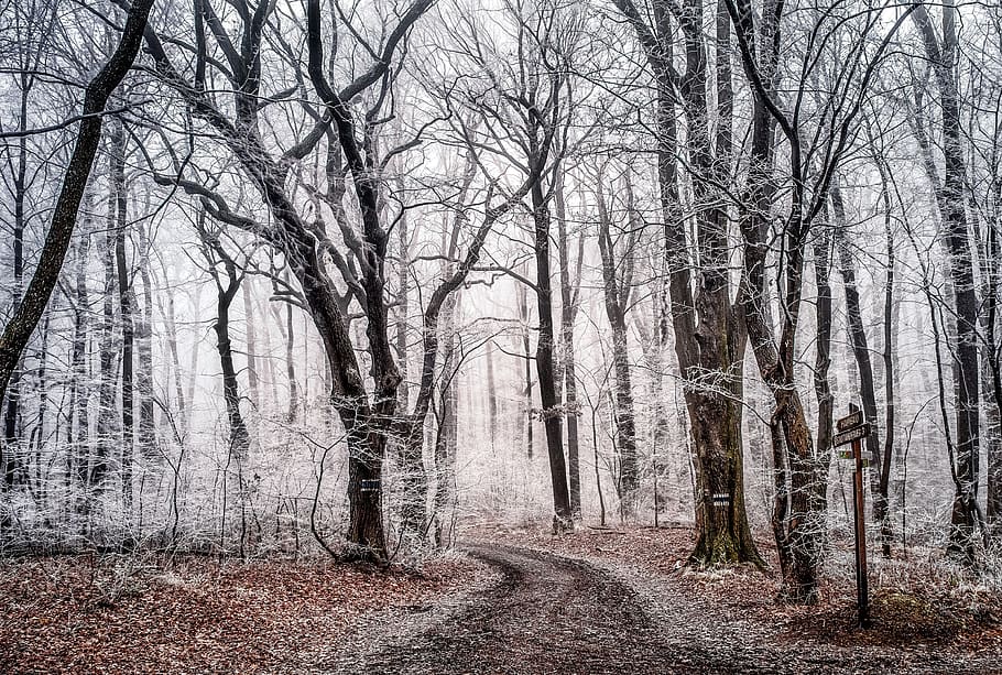 leafless trees, path, nature, outdoors, forest, grey, trail, winter HD wallpaper