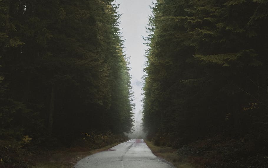 gray pavement road under cirrus clouds surrounded by trees, direction HD wallpaper