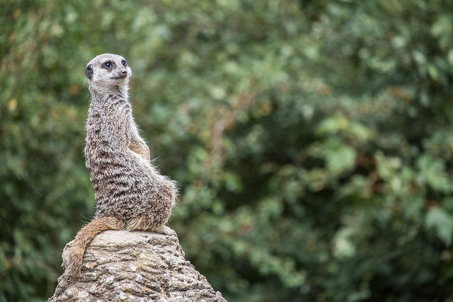 meerkat, watching, animal themes, one animal, animal wildlife HD wallpaper