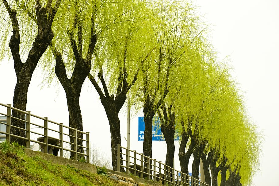 before pearl spring, silver they, willow, plant, tree, nature HD wallpaper