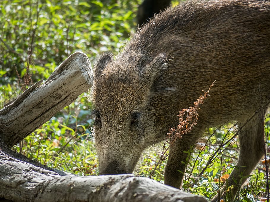 boar, pig, wild, snout, foraging, view, look, watch, forest animal HD wallpaper