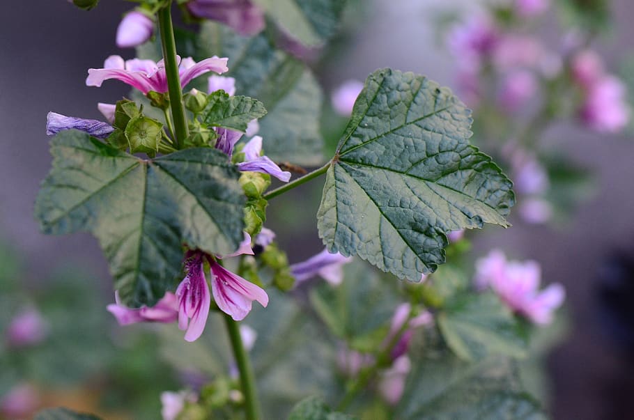 nature, flowers, leaves, plant, leaf, plant part, close-up HD wallpaper