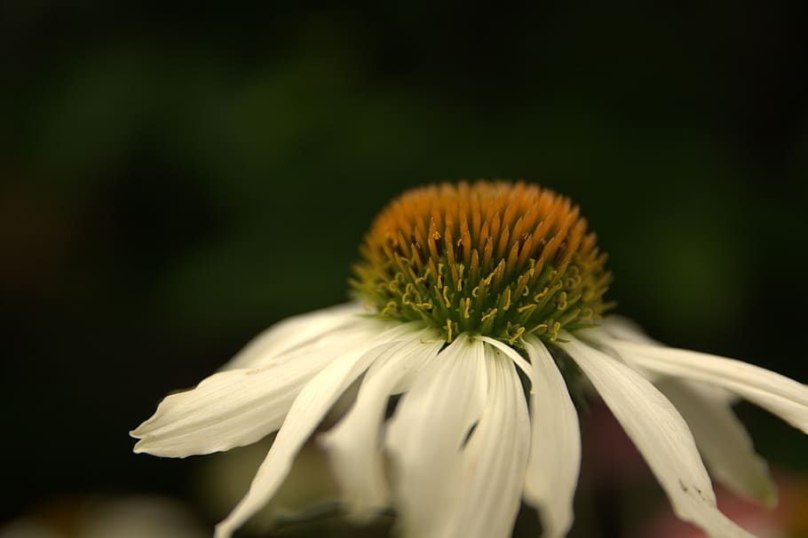 white sun hat, flower, echinacea, summer, garden, petals, close up HD wallpaper